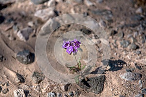 Phacelia fremontii, purple, in the desert of Southern California photo