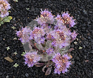 Phacelia hastata photo