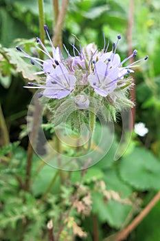 Phacelia, Lacy Phacelia (Phacelia tanacetifolia)