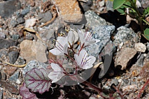 Phacelia Longipes Bloom - West Mojave Desert - 051322
