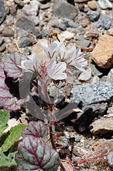 Phacelia Longipes Bloom - West Mojave Desert - 051322