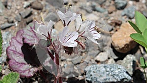 Phacelia Longipes Bloom - West Mojave Desert - 051322