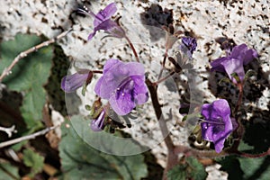 Phacelia Minor Bloom - Anza Borrego Desert - 030922