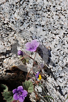 Phacelia Minor Bloom - Anza Borrego Desert - 030922