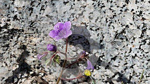 Phacelia Minor Bloom - Anza Borrego Desert - 030922