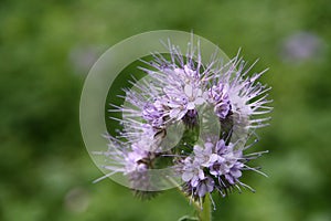 Phacelia - an organic fertilizer photo