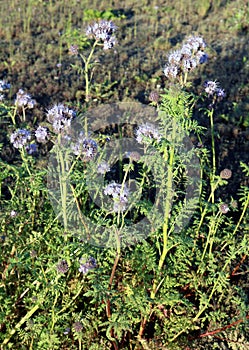 Phacelia - plants of the Burachnik