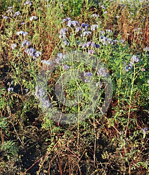 Phacelia - plants of the Burachnik