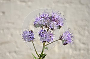 Phacelia, Scorpionweed (Phacelia tanacetifolia)