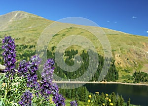 Phacelia Sericea Purple Fringe Flowers by a lake in the Colorado Rockies photo