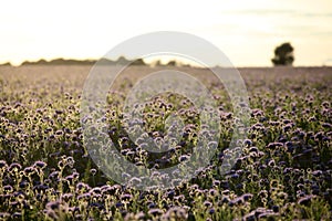 Phacelia tanacetifolia