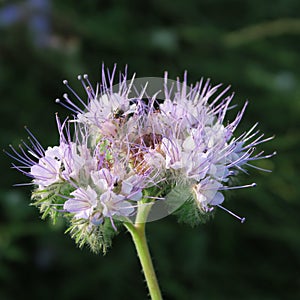 Phacelia tanacetifolia