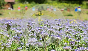 Phacelia tanacetifolia