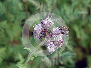 Phacelia tanacetifolia with bee on the flower photo