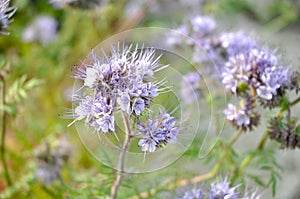 Phacelia tanacetifolia - Bee`s Friend photo