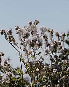 Spring Bloom Series - Lacy Scorpion Weed - Fiddleneck - Phacelia Tanacetifolia