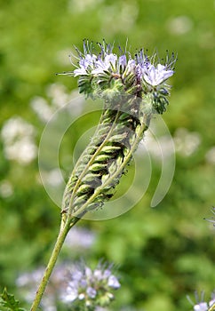 Phacelia tanacetifolia or scorpionweed