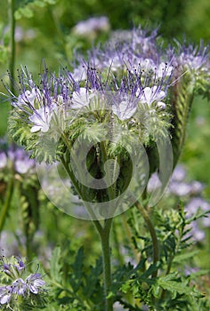 Phacelia tanacetifolia or scorpionweed