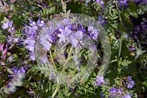 Phacelia tanacetifolia is a species of phacelia known by the common names lacy phacelia