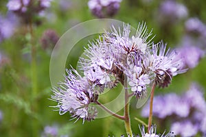 Phacelia tansy flower,green manure,honey culture containing nectar for bees