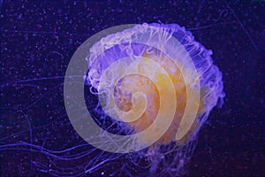 Phacellophora camtschatica jellyfish