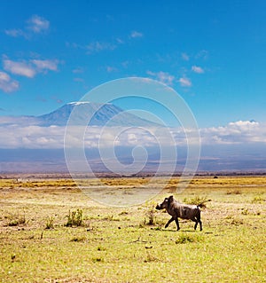 Phacochoerus africanus, warthogs over Kilimanjaro