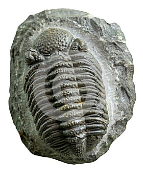 Phacops rana Eldredgeops rana