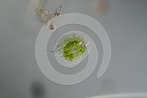 Phacus algae in drops of water