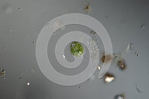 Phacus algae in drops of water