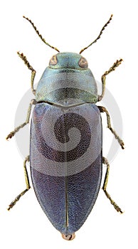 Phaenops cyaneus