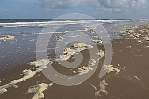 Phaeocystis, clade of algae, along the North sea