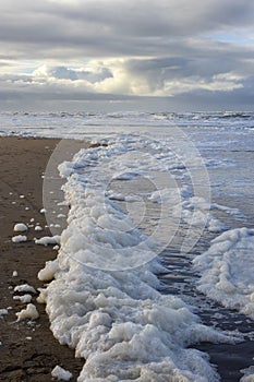 Phaeocystis, clade of algae on the beach