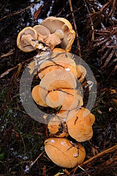 Phaeolepiota aurea - Fruiting Bodies photo