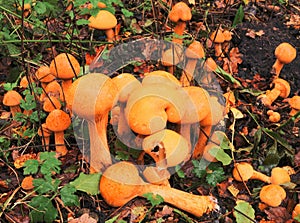 Phaeolepiota aurea. photo