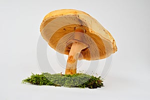 Phaeolepiota Aurea mushroom