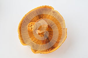 Phaeolepiota Aurea mushroom upside photo