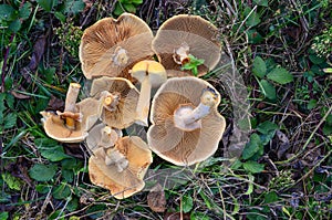 Phaeolepiota Aurea mushrooms in a grass photo