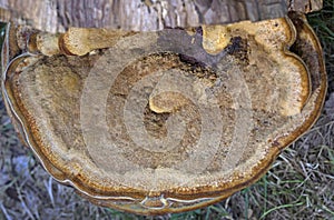 Phaeolus schweinitzii, commonly known as velvet-top fungus,dyer\'s polypore,dyer\'s mazegill, or pine dye polypore photo