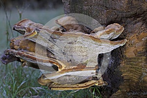 Phaeolus schweinitzii, commonly known as velvet-top fungus,dyer\'s polypore,dyer\'s mazegill, or pine dye polypore photo
