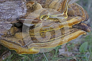 Phaeolus schweinitzii, commonly known as velvet-top fungus,dyer\'s polypore,dyer\'s mazegill, or pine dye polypore photo