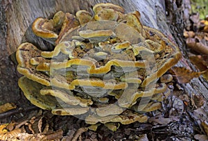 Phaeolus schweinitzii commonly known velvet-top fungus,dyer\'s polypore, dyer\'s mazegill photo