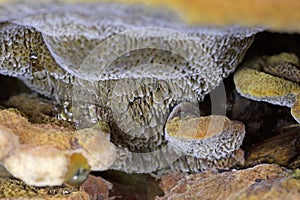 Phaeolus schweinitzii commonly known velvet-top fungus,dyer\'s polypore, dyer\'s mazegill photo