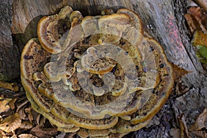 Phaeolus schweinitzii commonly known velvet-top fungus,dyer\'s polypore, dyer\'s mazegill photo