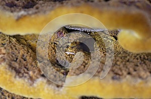 Phaeolus schweinitzii commonly known velvet-top fungus,dyer\'s polypore, dyer\'s mazegill photo