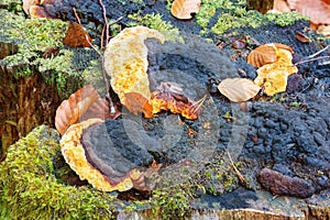 Phaeolus schweinitzii photo
