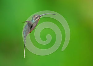 Phaethornis guy, Green hermit caught in fly