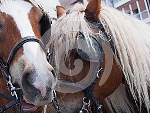 Close up Horses, Phateon of Alsancak photo