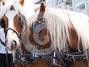 Close up of a horse from the Phateon of Alsancak photo