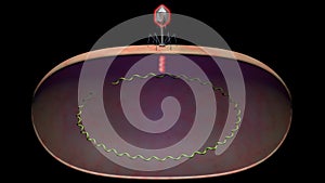 Phage therapy virus landing on bacteria . 3d render illustration view 1