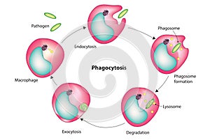 Phagocytosis